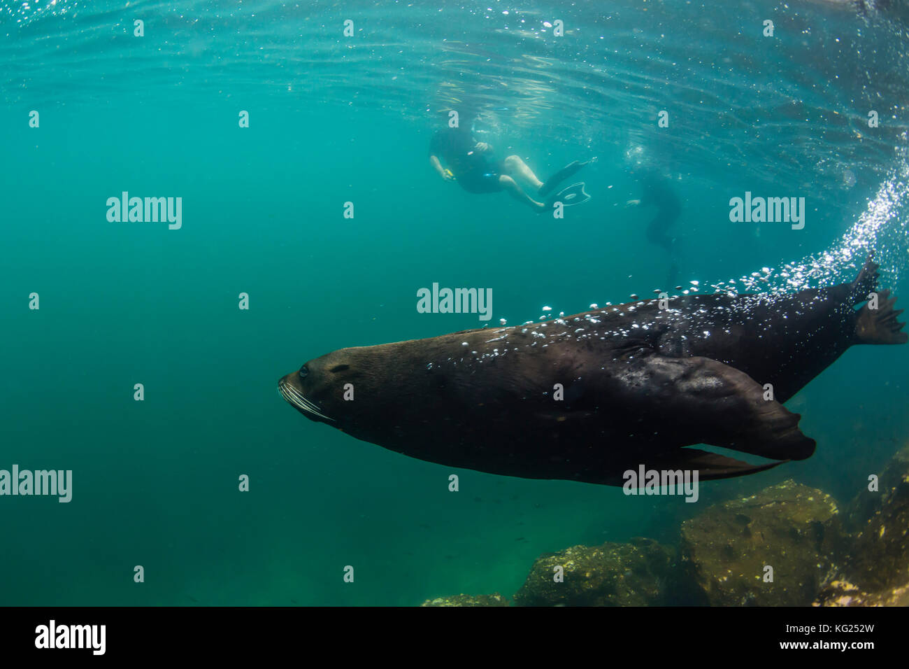 Adult bull Galapagos fur seal (Arctocephalus galapagoensis) underwater on Genovesa Island, Galapagos, Ecuador, South America Stock Photo