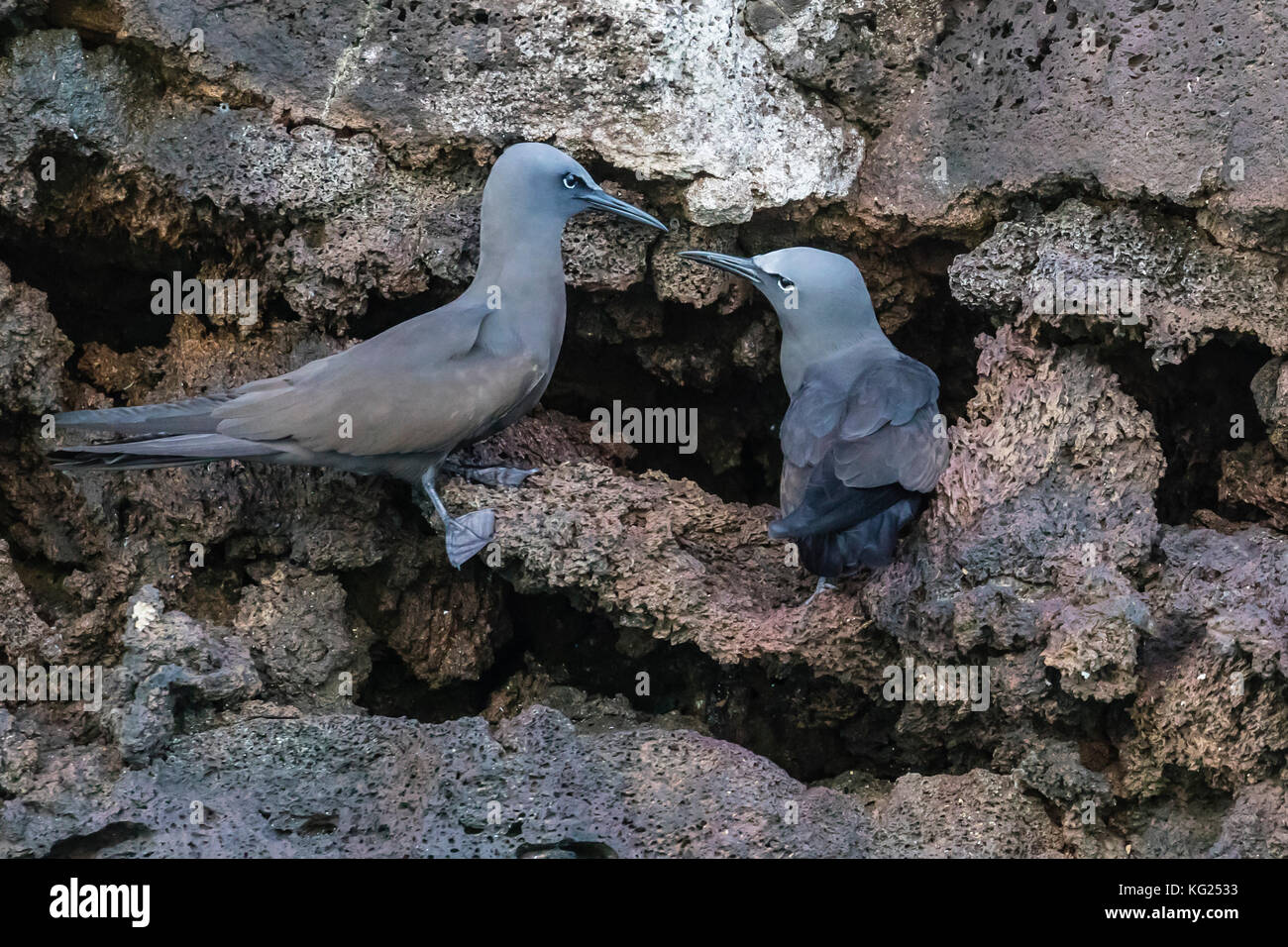 Brown noddy (Anous stolidus) pair at nest site on Floreana Island, Galapagos, Ecuador, South America Stock Photo