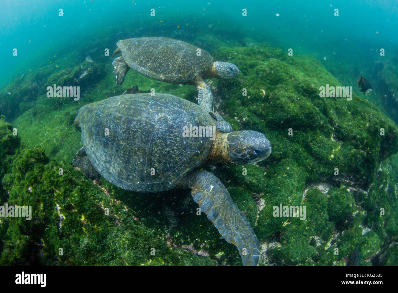 Pacific green sea turtles (Chelonia mydas) underwater on Fernandina Island, Galapagos, Ecuador, South America Stock Photo