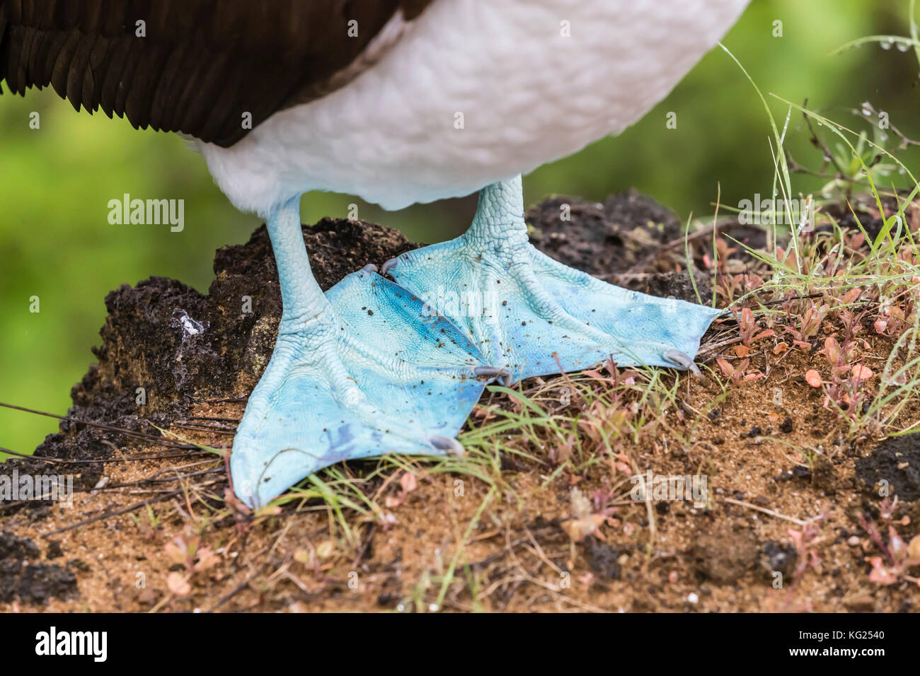 Adult blue-footed booby (Sula nebouxii), feet detail on San Cristobal Island, Galapagos, Ecuador, South America Stock Photo