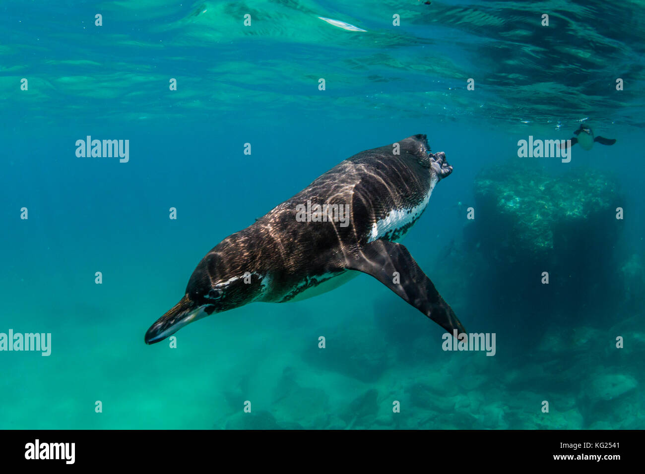 Galapagos penguin (Spheniscus mendiculus) swimming underwater at Bartolome Island, Galapagos, Ecuador, South America Stock Photo