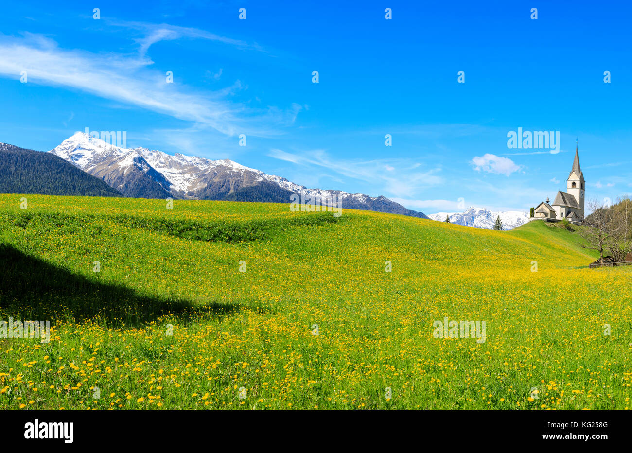 Panoramic of valley covered with yellow flowers, Schmitten, District of Albula, Canton of Graubunden, Switzerland, Europe Stock Photo