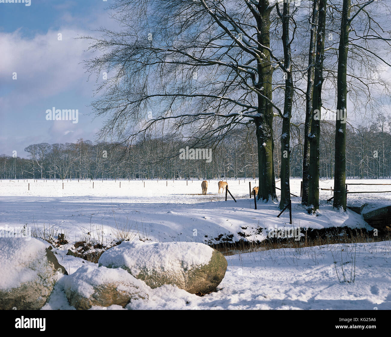 Country Estate Beerschoten De Bilt Utrecht Netherlands Local Caption Landscape Trees Winter Snow Ice Stock Photo Alamy