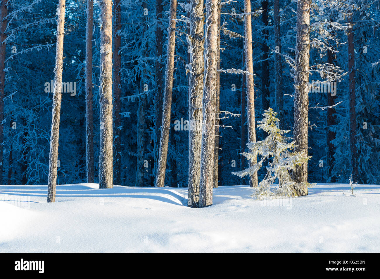 Tree trunks covered with ice in the snowy forest, Kiruna, Norrbotten County, Lapland, Sweden, Scandinavia, Europe Stock Photo