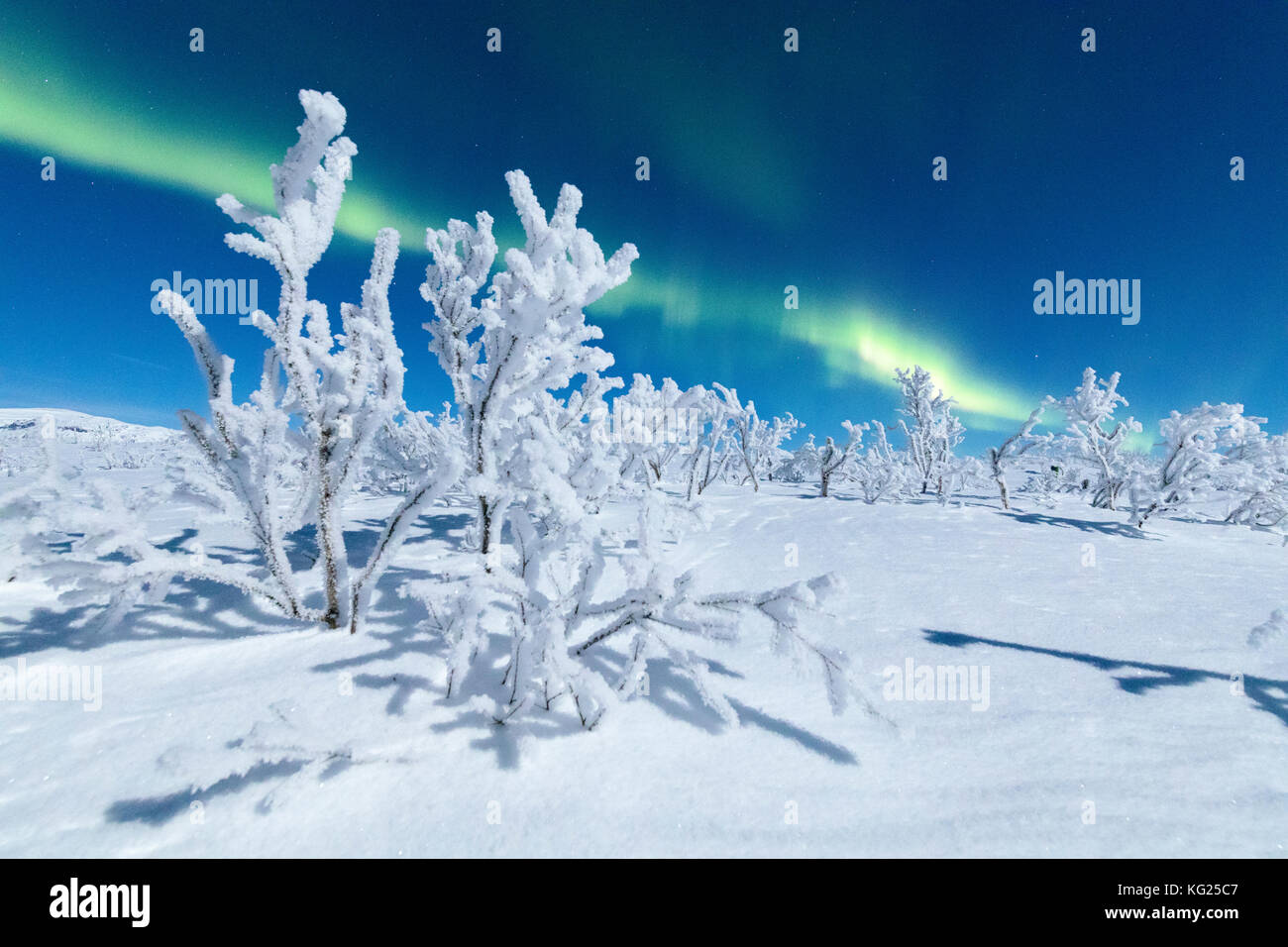 Frozen trees covered with snow under the Northern Lights (Aurora Borealis), Abisko, Kiruna Municipality, Norrbotten County, Lapland, Sweden Stock Photo