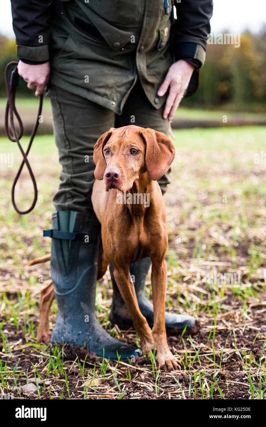 Gun dog and its owner on a game shoot, Norfolk, England, United Kingdom, Europe Stock Photo