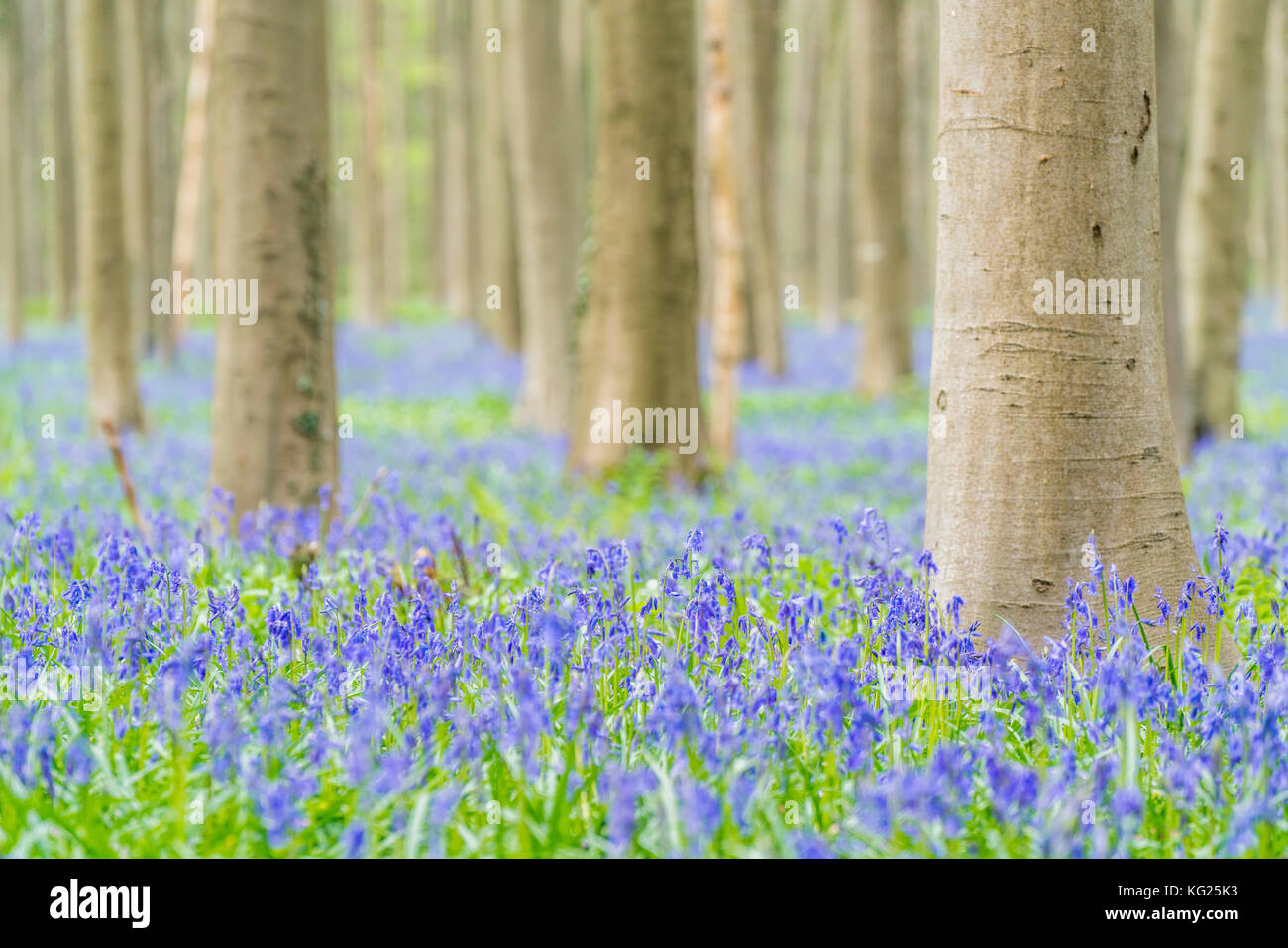 Beechwood with bluebell flowers on the ground, Halle, Flemish Brabant province, Flemish region, Belgium, Europe Stock Photo
