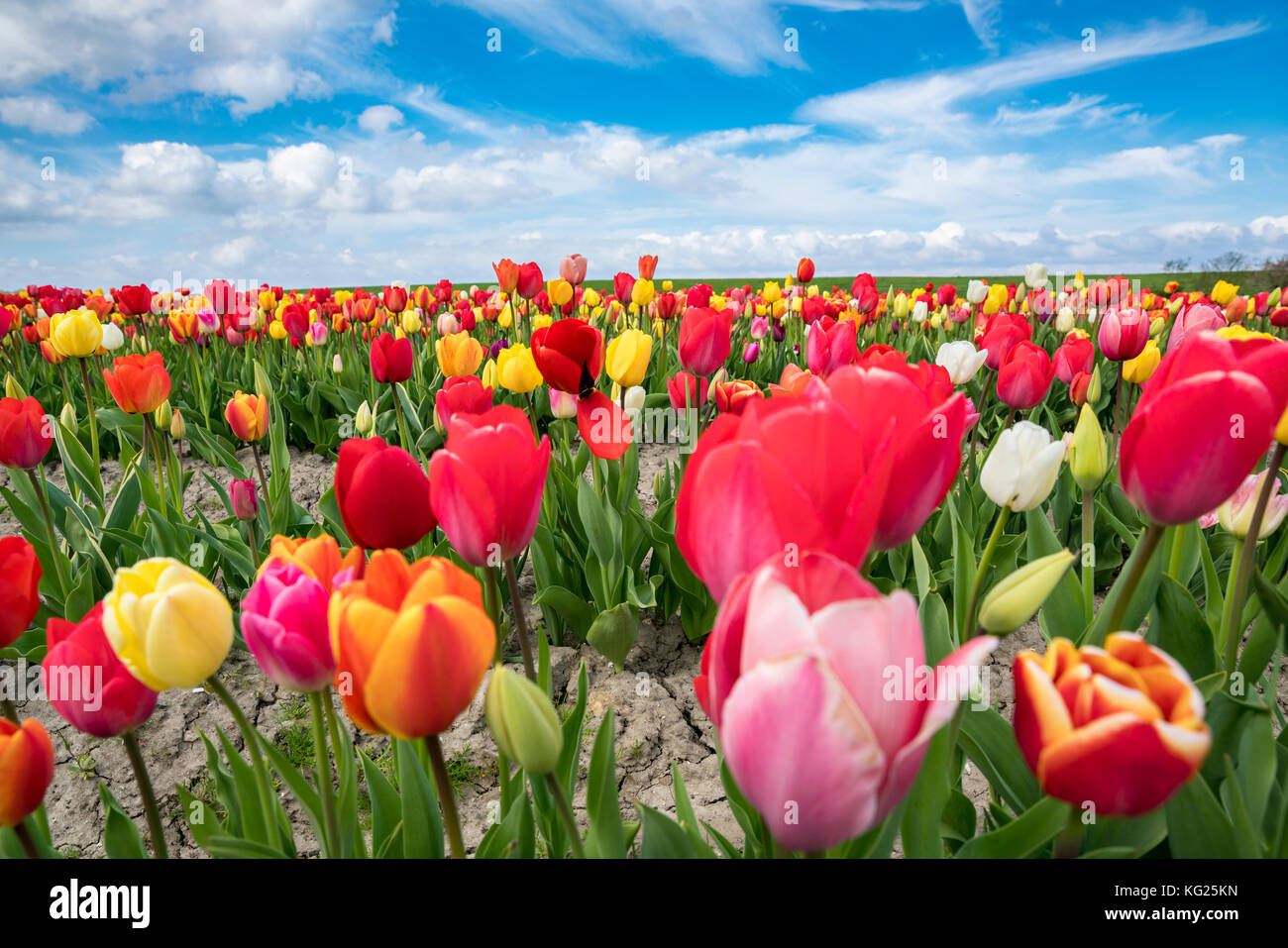 Multicoloured tulip field, Yersekendam, Zeeland province, Netherlands, Europe Stock Photo