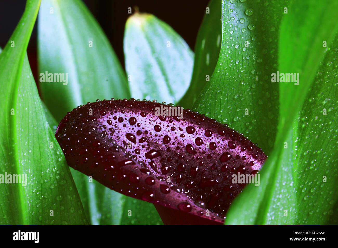 Calla lily with water drops hires stock photography and images Alamy