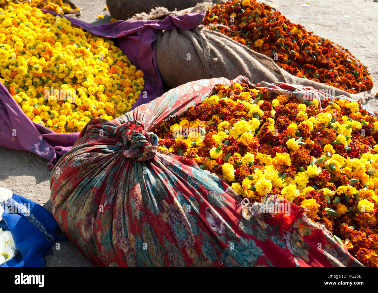 Cut yellow marigolds, weighed and bagged in cloth bundles, for sale in the early morning flower market, Jaipur, Rajasthan, India, Asia Stock Photo