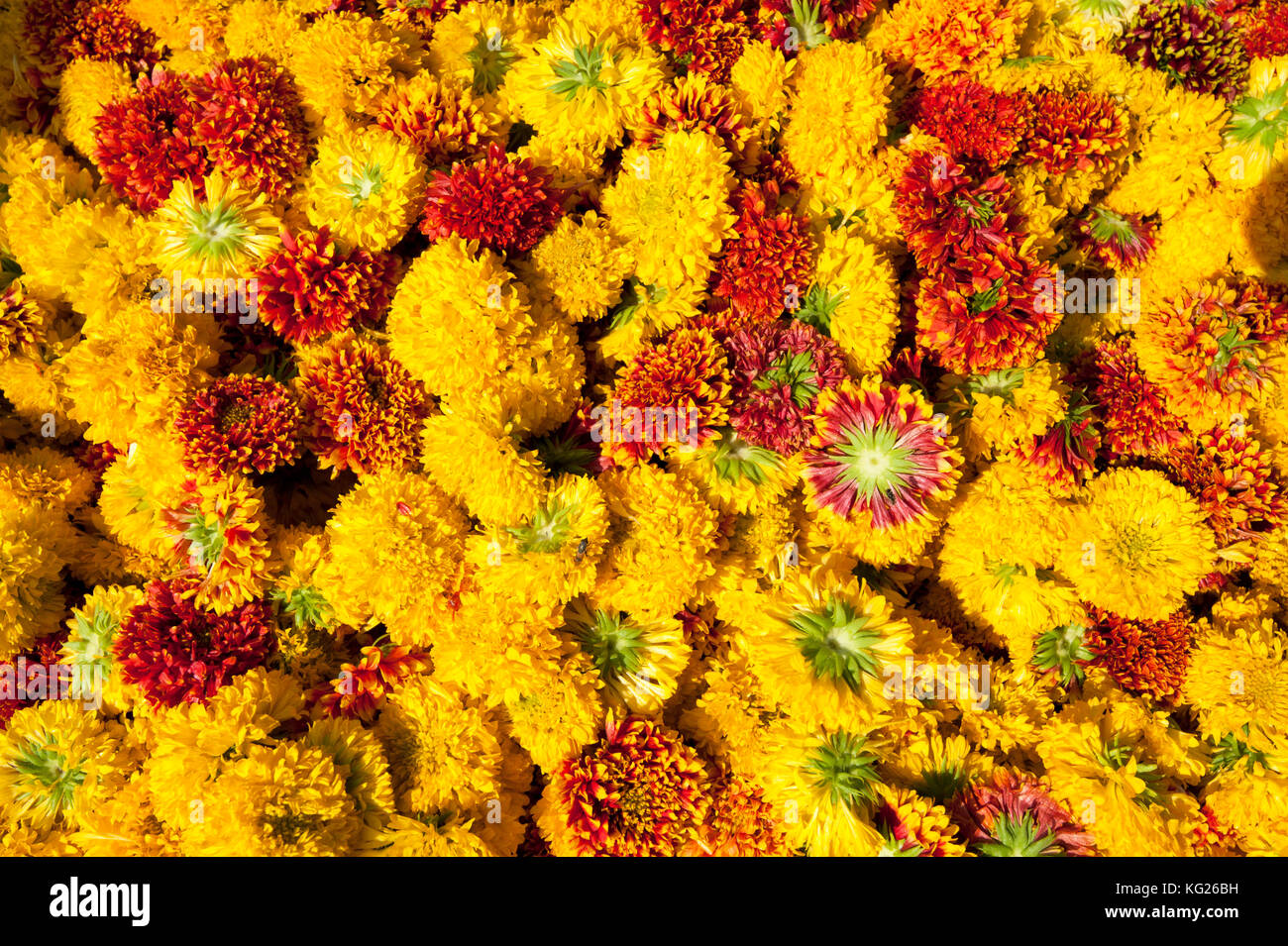 Cut yellow marigolds for sale in the early morning flower market, Jaipur, Rajasthan, India, Asia Stock Photo