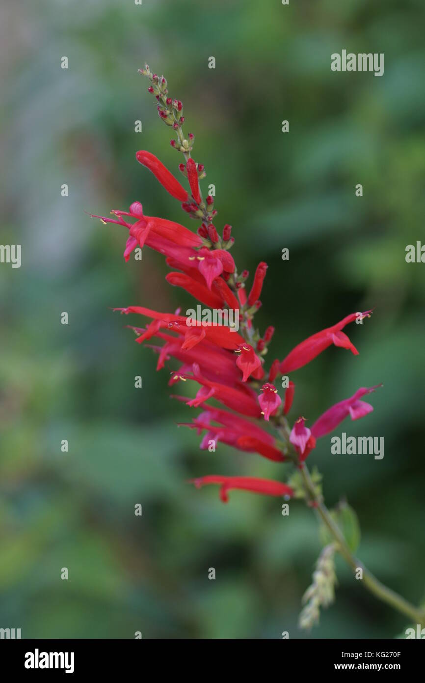 Salvia elegans 'Scarlet Pineapple' Stock Photo