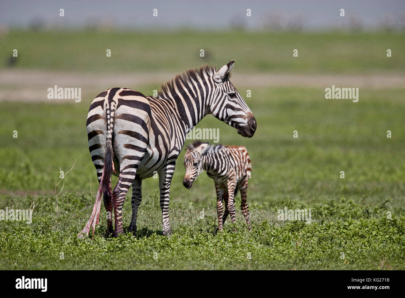 Common zebra (plains zebra) (Burchell's zebra) (Equus burchelli) mare and just-born foal, Ngorongoro Crater, Tanzania, East Africa, Africa Stock Photo