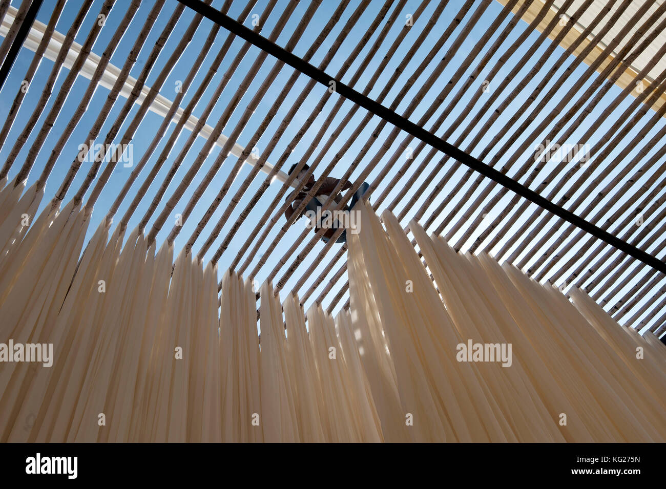 Man on top of bamboo structure hanging washed bolts of cotton fabric to dry before being hand block printed, Bagru, Rajasthan, India, Asia Stock Photo