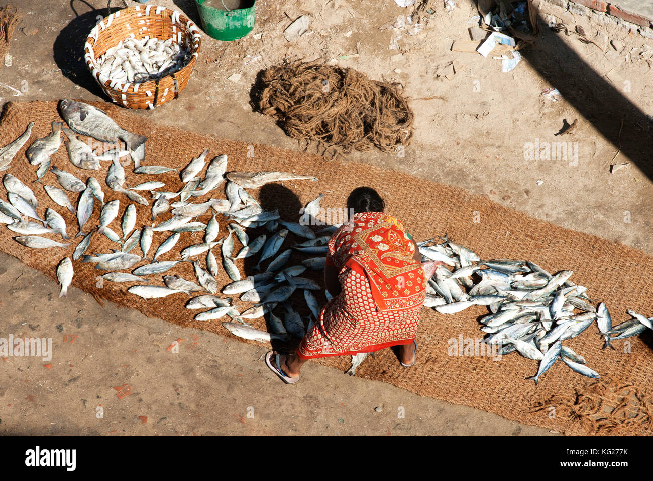 Woman sorting fresh fish catch, spread out on coir matting and left in the sun to dry, Pamban