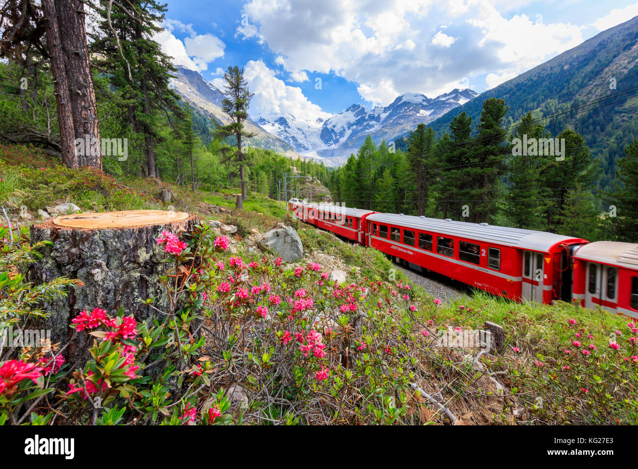 Bernina Express train surrounded by rhododendrons, Morteratsch, Engadine, Canton of Graubunden, Switzerland, Europe Stock Photo