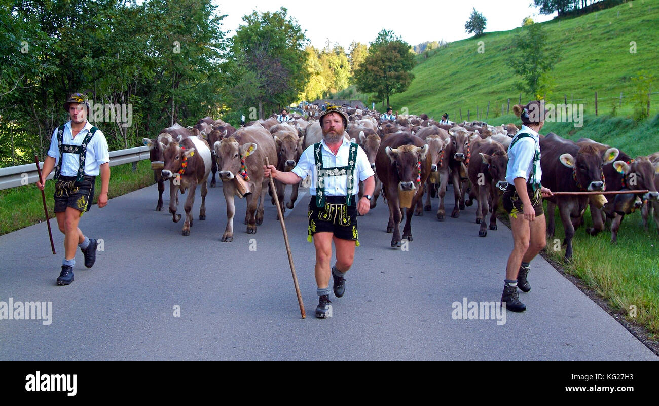Viehscheid, the Annual Driving down of the Cattle from the summer