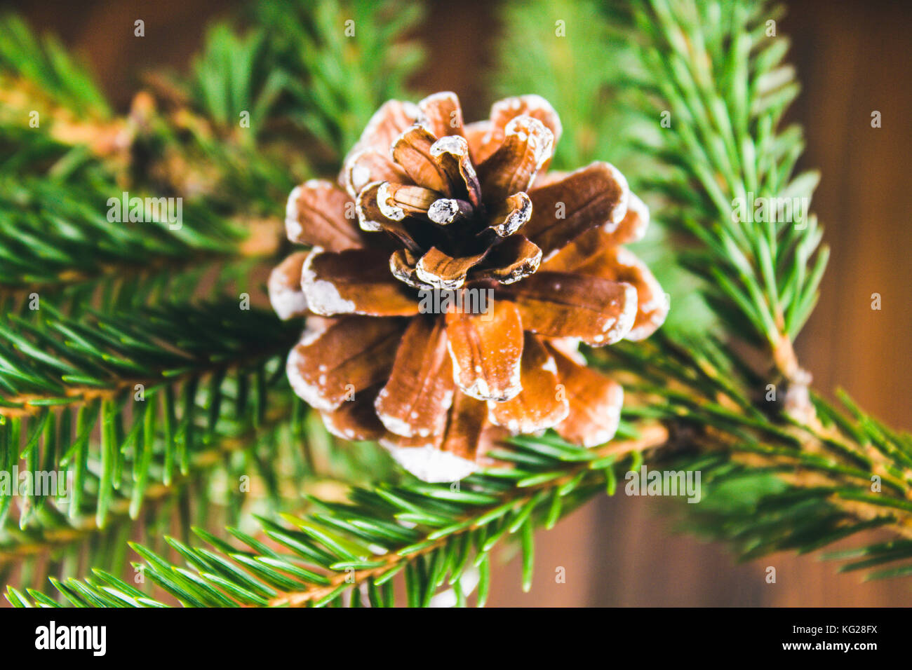 brown bump on the Christmas tree branch Stock Photo - Alamy