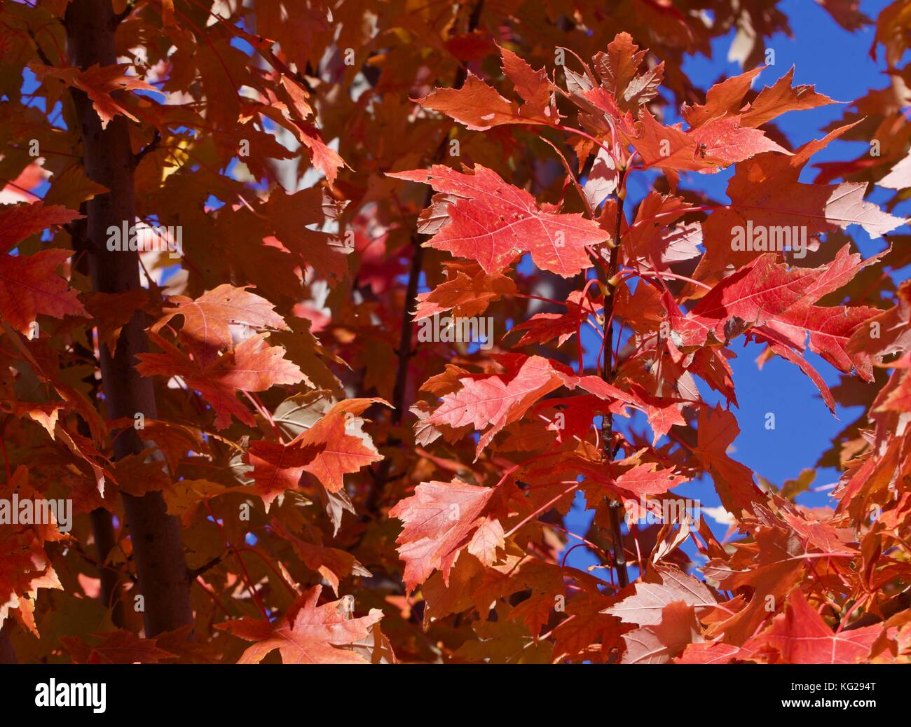 Golden red autumn maple leaves Stock Photo