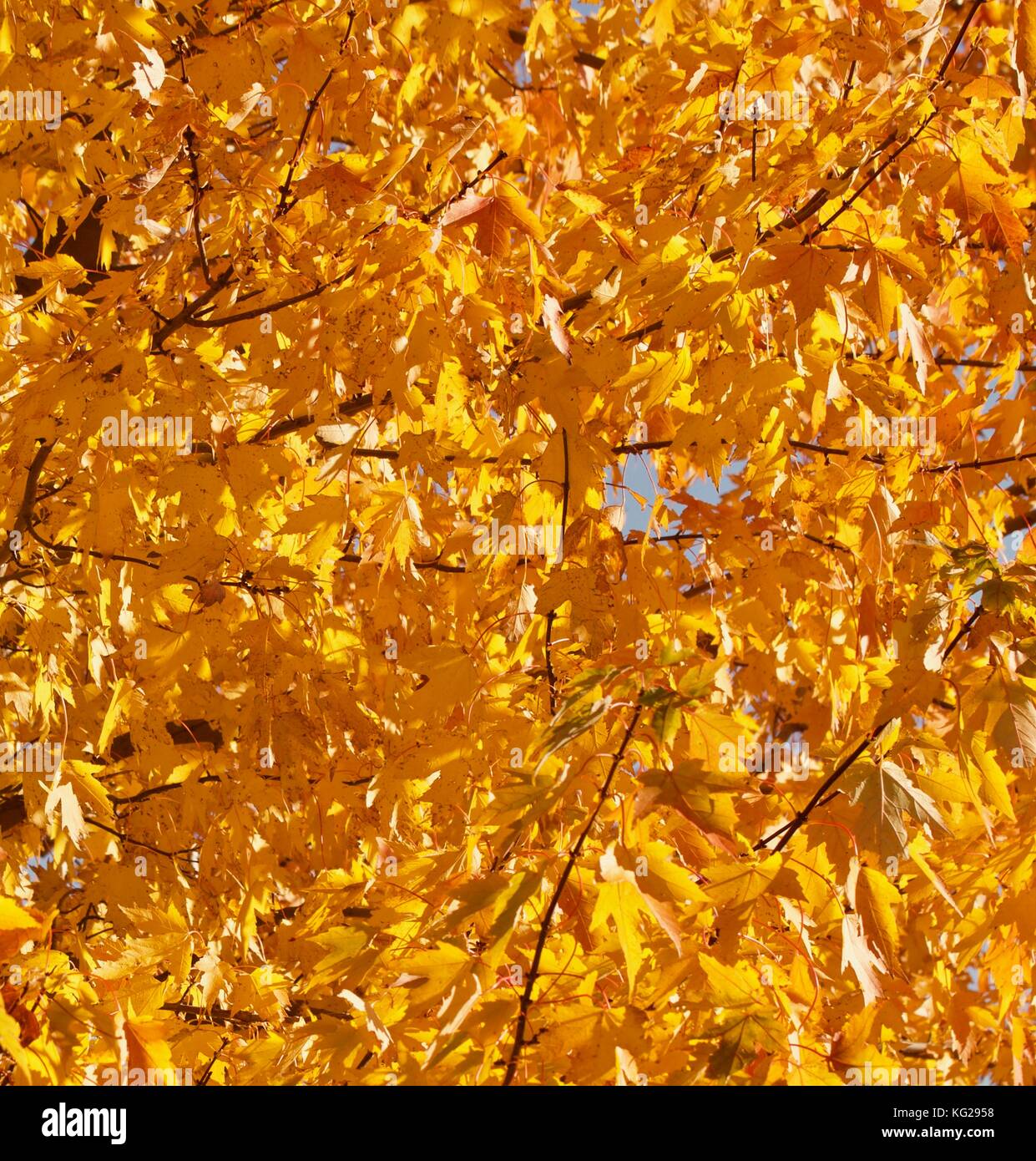 Golden autumn maple leaves Stock Photo