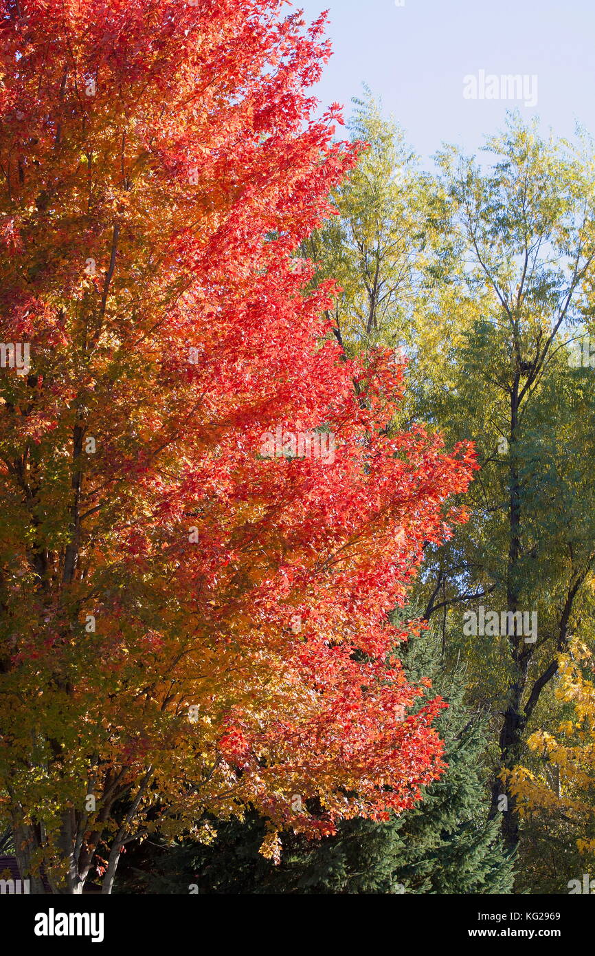 Green, yellow, orange maple tree Stock Photo