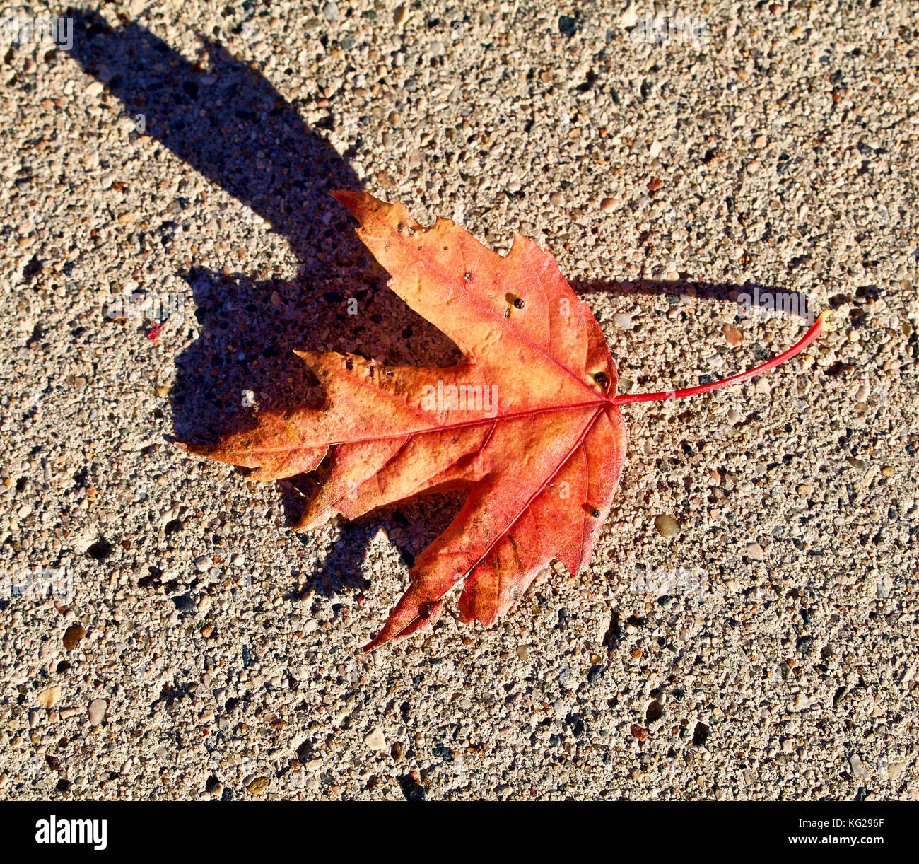 Single autumn maple leaf Stock Photo