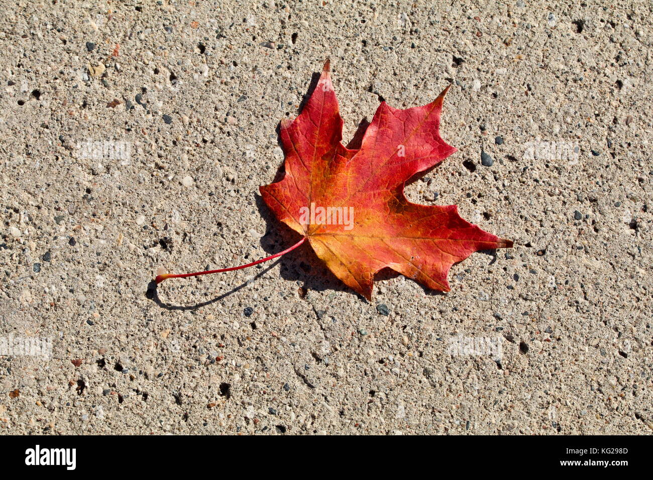 Single red maple on the cement Stock Photo