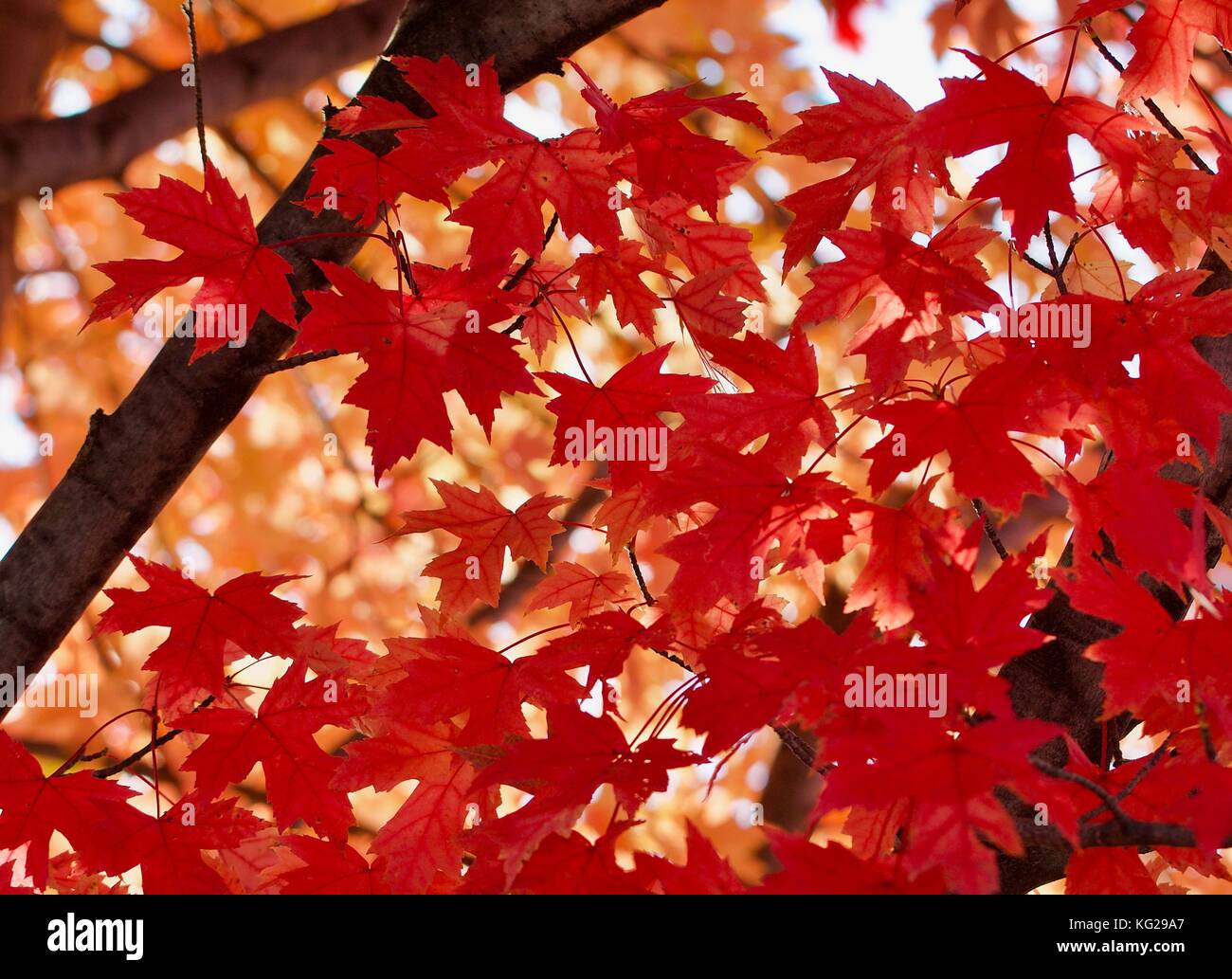 Red maple leaves against the gold Stock Photo