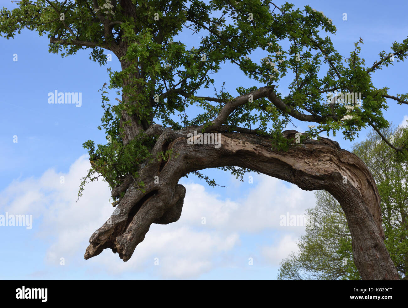 A flowering hawthorne tree (Crataegus monogyna) twisted into the shape of a dragon. Sevenoaks, Kent, UK. Stock Photo