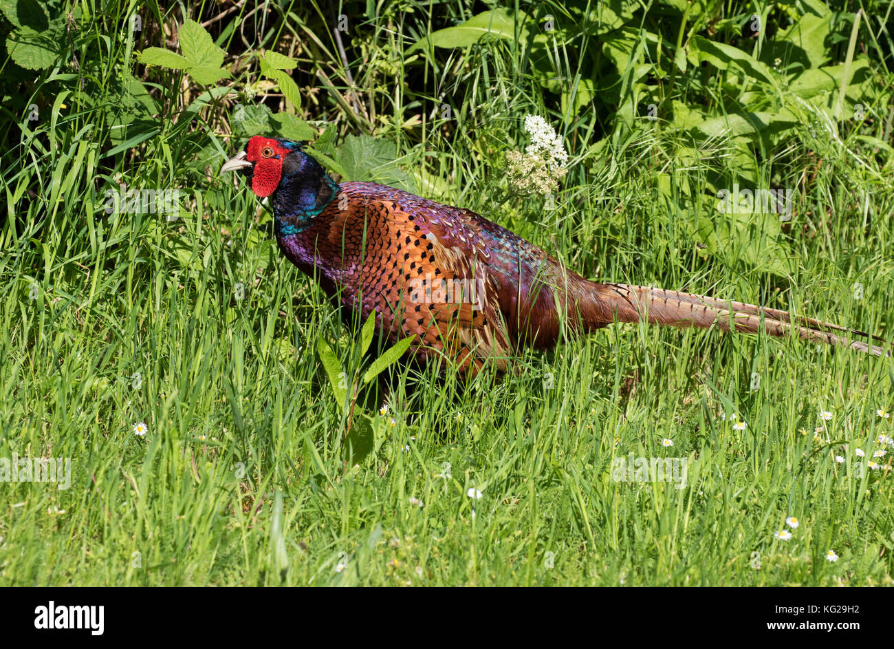 Pheasant, Phasianus colchicus, single adult male walking in long grass. Worcestershire, UK. Stock Photo