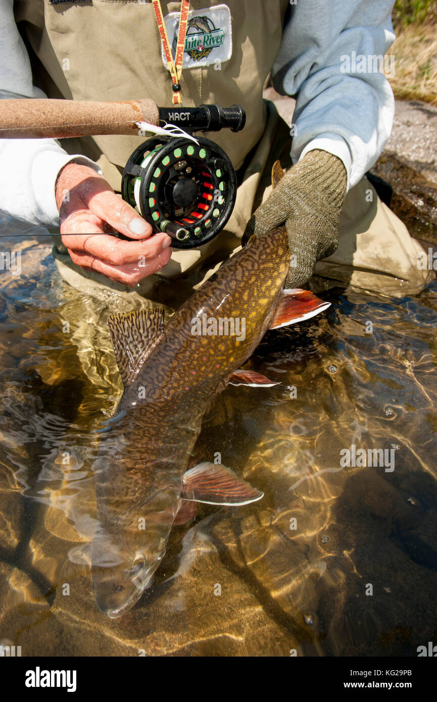 Fly fishing for brook trout Stock Photo Alamy