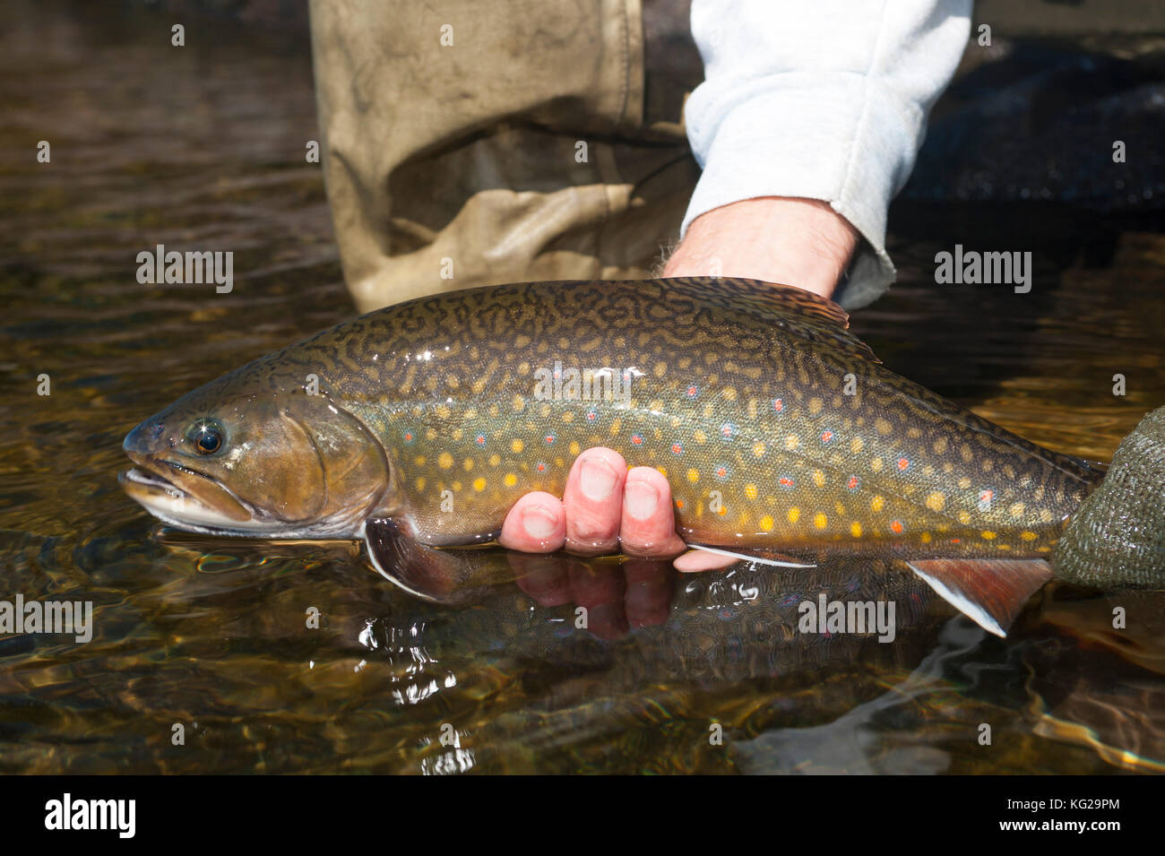 Big brook trout Stock Photo Alamy