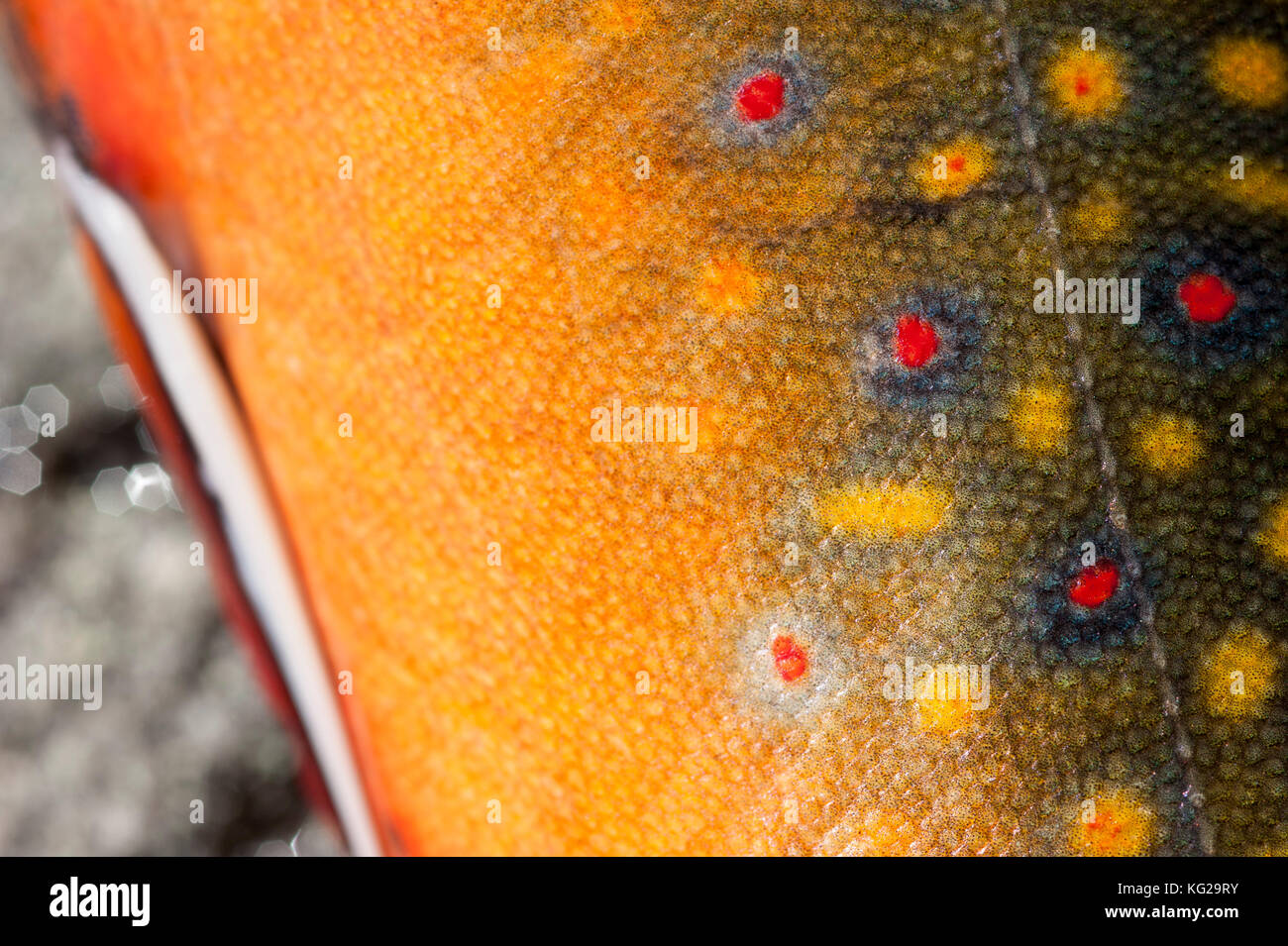 Brook trout closeup Stock Photo Alamy