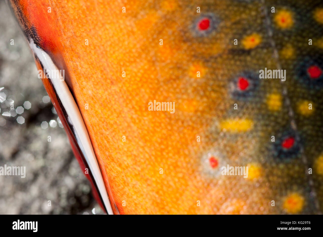 Brook trout close-up Stock Photo - Alamy