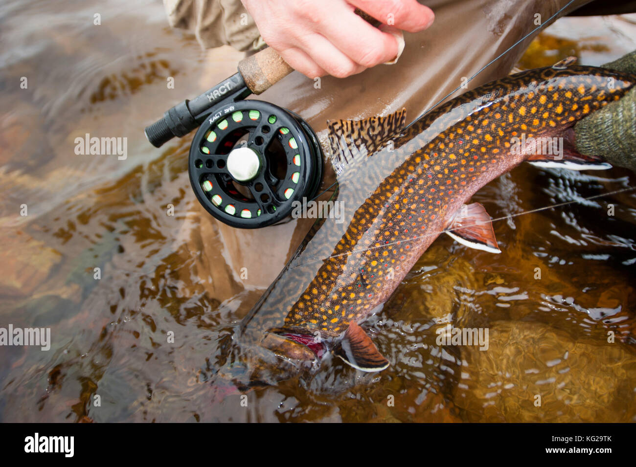 Fly fishing for brook trout Stock Photo Alamy