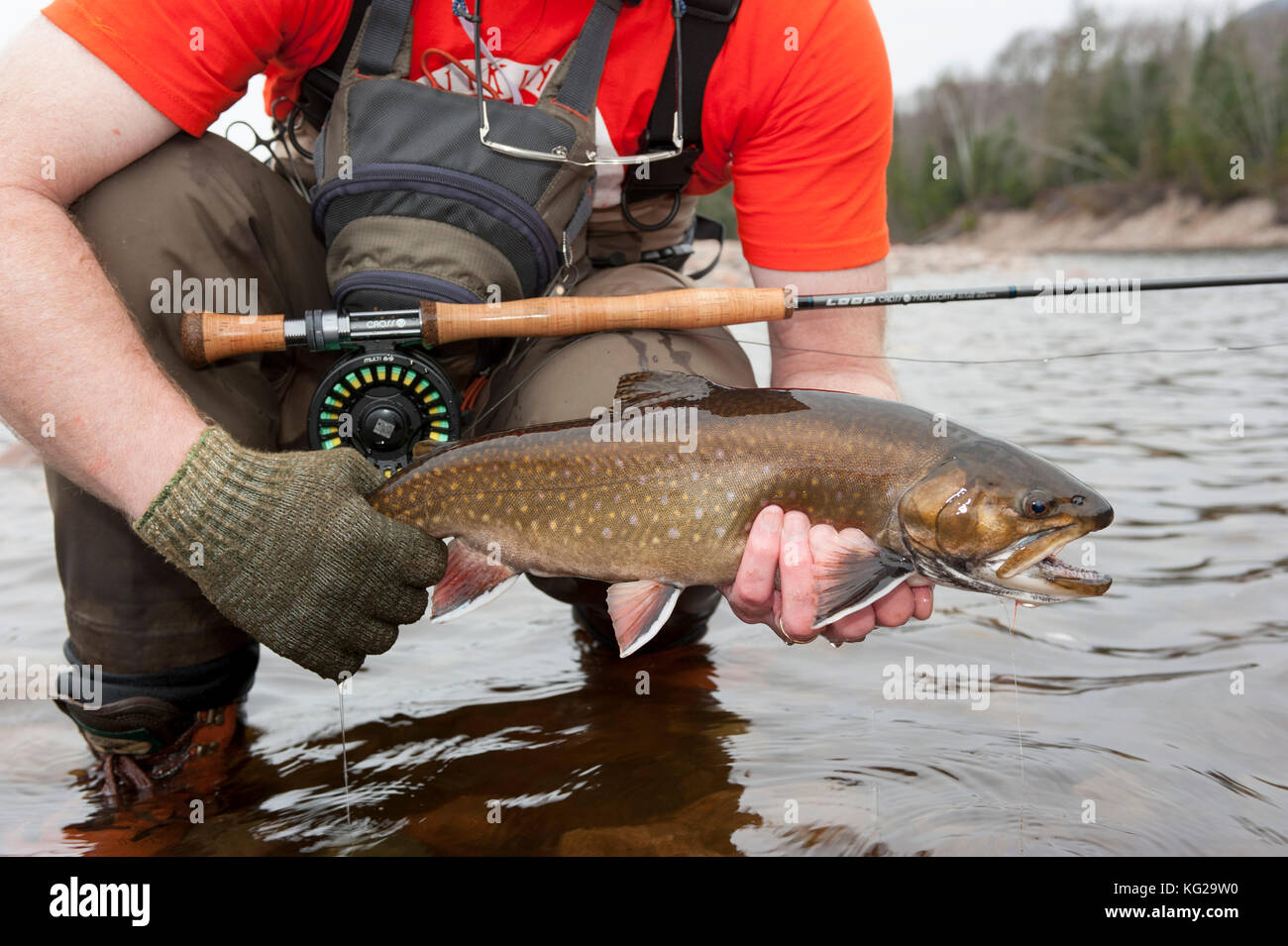 Fly fishing for brook trout Stock Photo Alamy