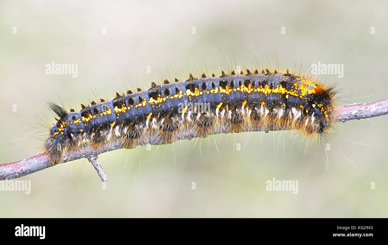 Drinker moth caterpillar, Euthrix potatoria Stock Photo