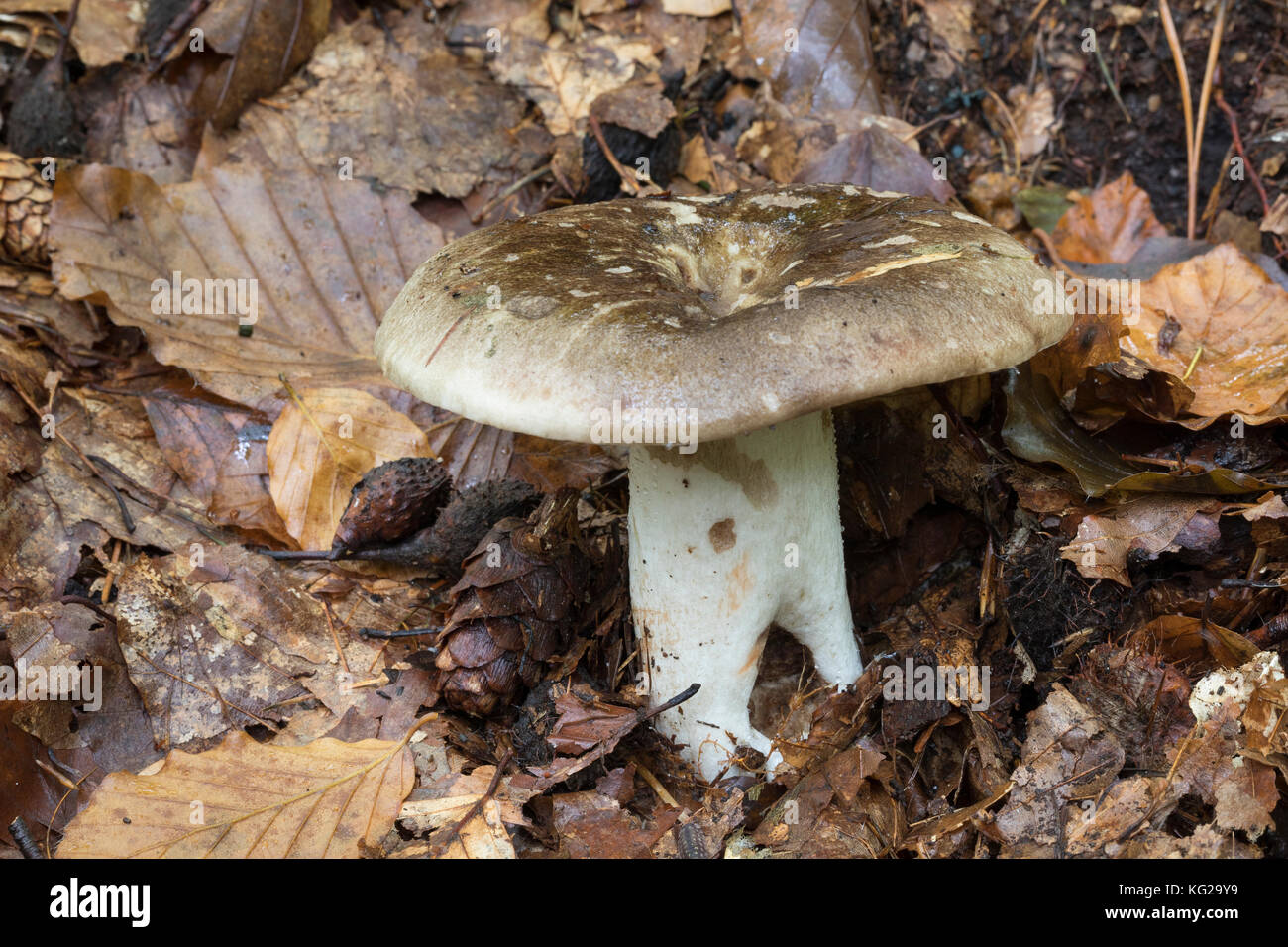 Dickblättriger Schwarztäubling, Dickblättriger Schmutztäubling, Dickblättriger Schwarztäubling, Schmutz-Täubling, Täubling, Russula nigricans, Russula Stock Photo