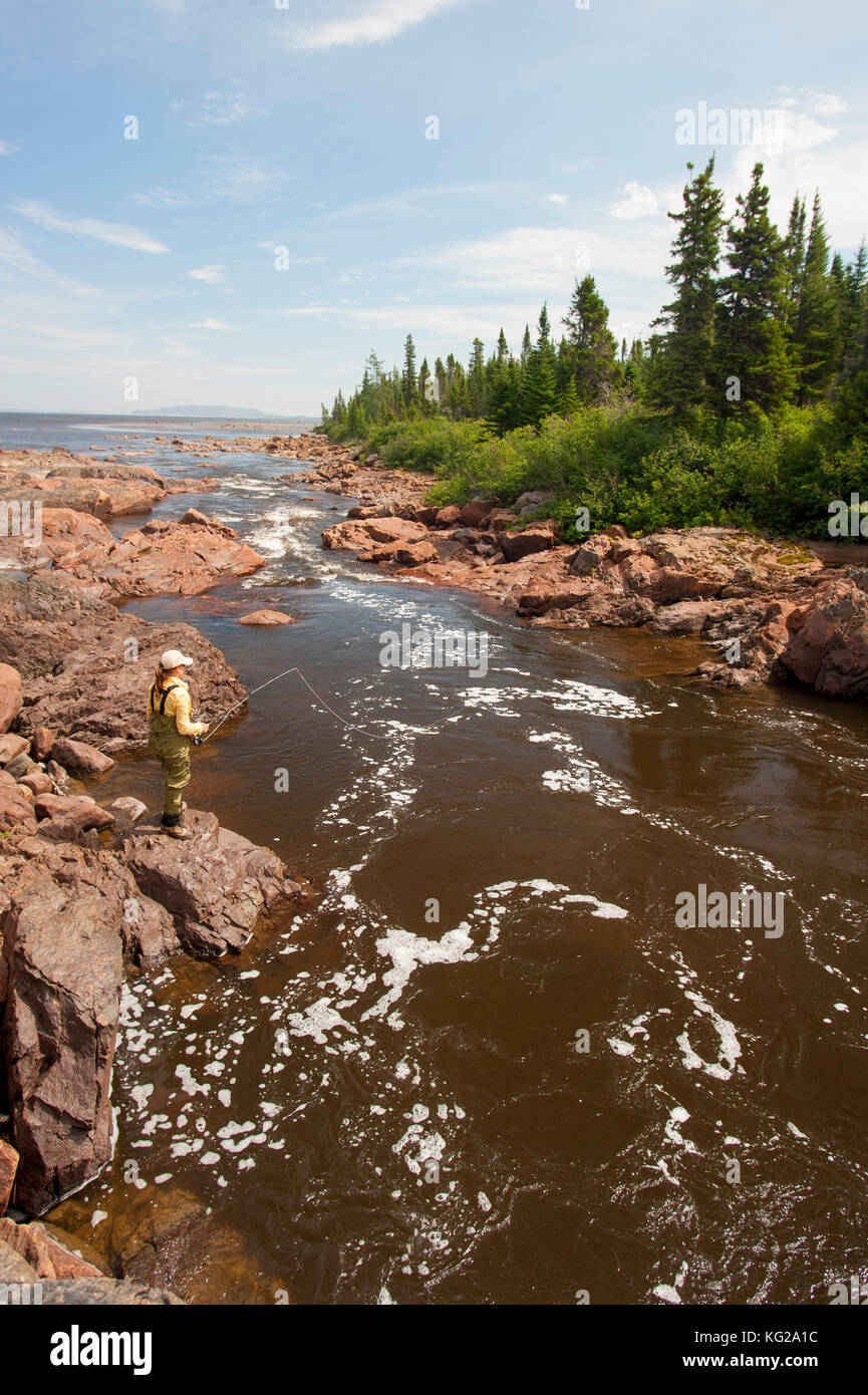 Small brook trout River in Labrador Stock Photo Alamy