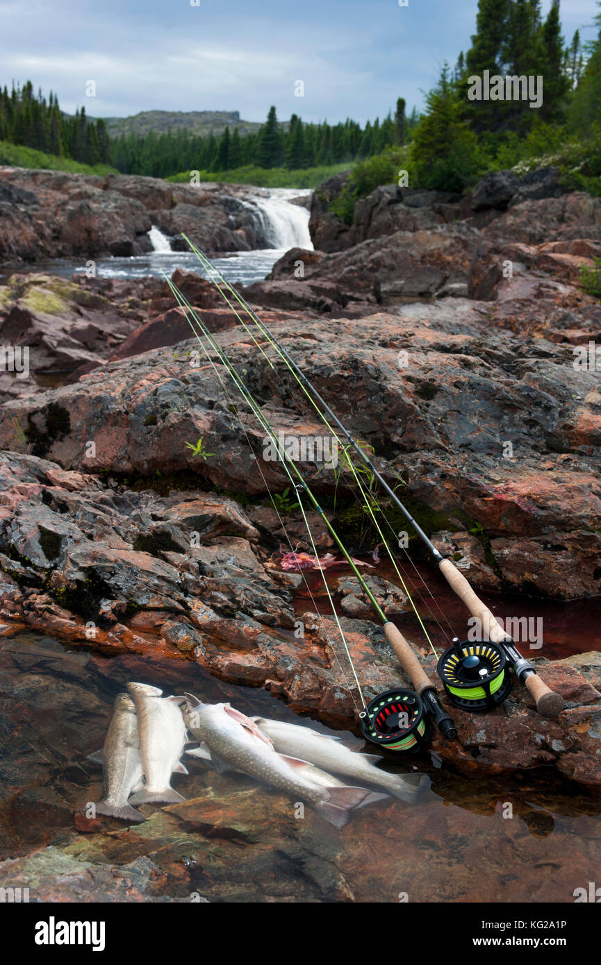 Small brook trout River in Labrador Stock Photo Alamy