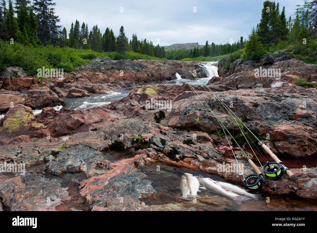 Small brook trout River in Labrador Stock Photo Alamy