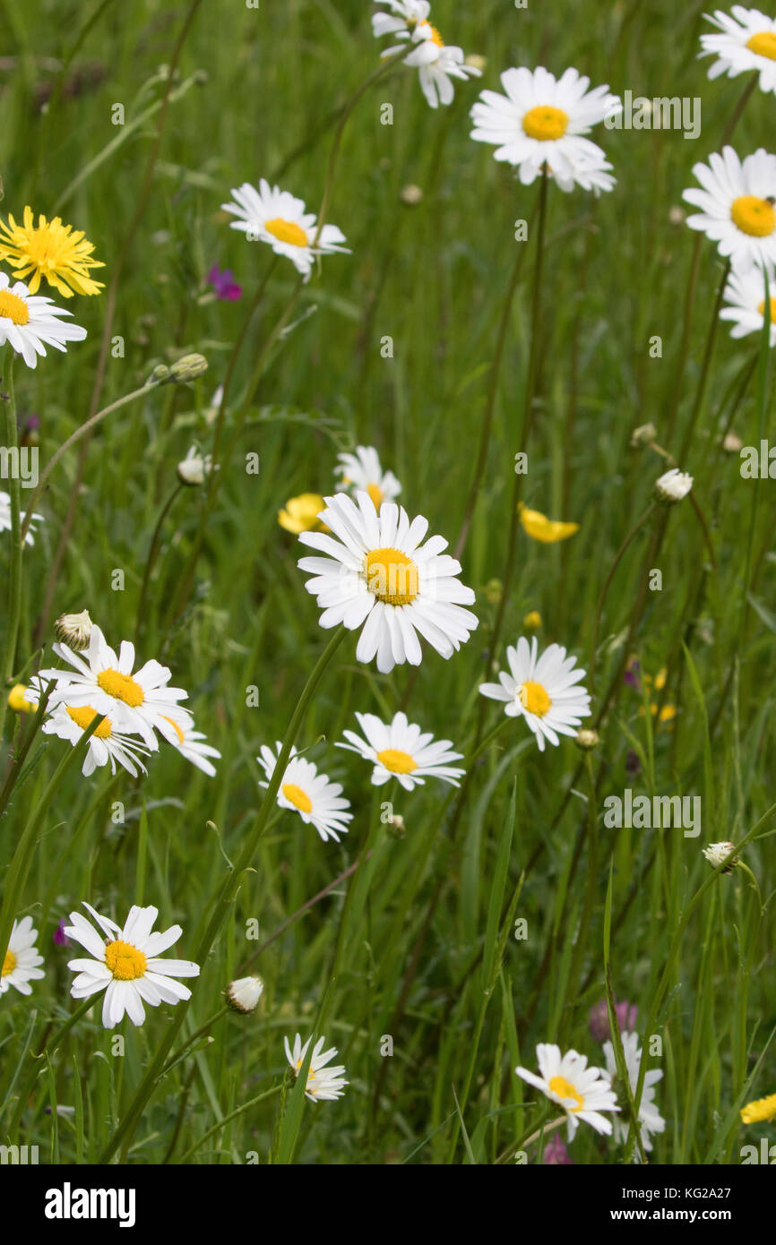 Field of Oxeye Daisies, Chrysanthemum leucanthemum, growing in