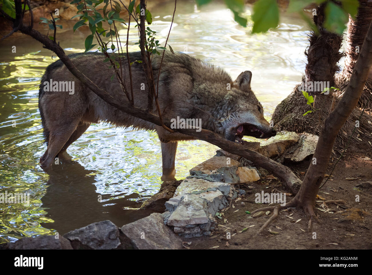 Local Rome Animals Rome (Italy) - The animals of Biopark, a zoological park in the heart ...