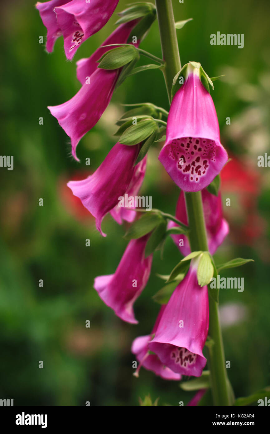 Source of digoxin medicine hires stock photography and images Alamy