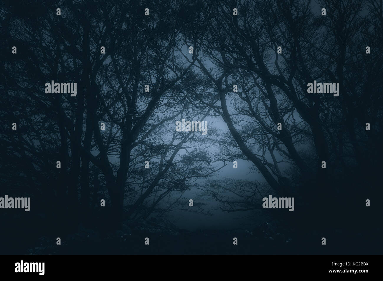 scary gloomy forest at the night Stock Photo - Alamy