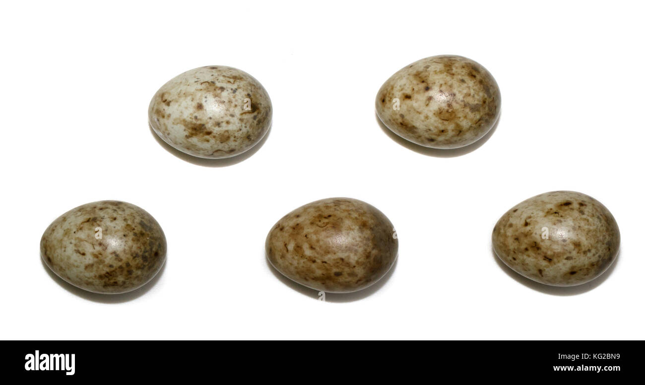 Sylvia borin. The eggs of the Garden Warbler in front of white background, isolated. Russia. Russia, the Ryazan region (Ryazanskaya oblast), the Prons Stock Photo