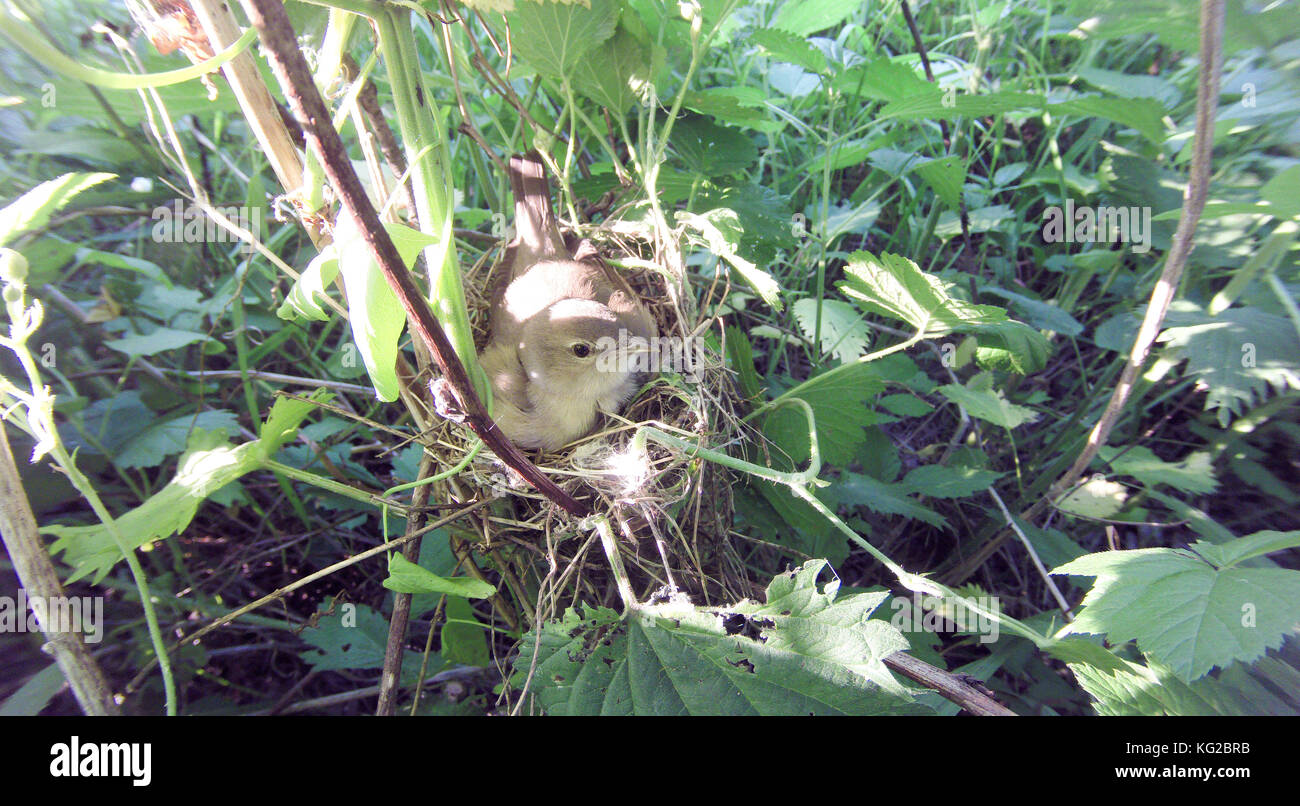Sylvia borin. The nest of the Garden Warbler in nature. Russia. Russia, the Ryazan region (Ryazanskaya oblast), the Pronsky District. Stock Photo