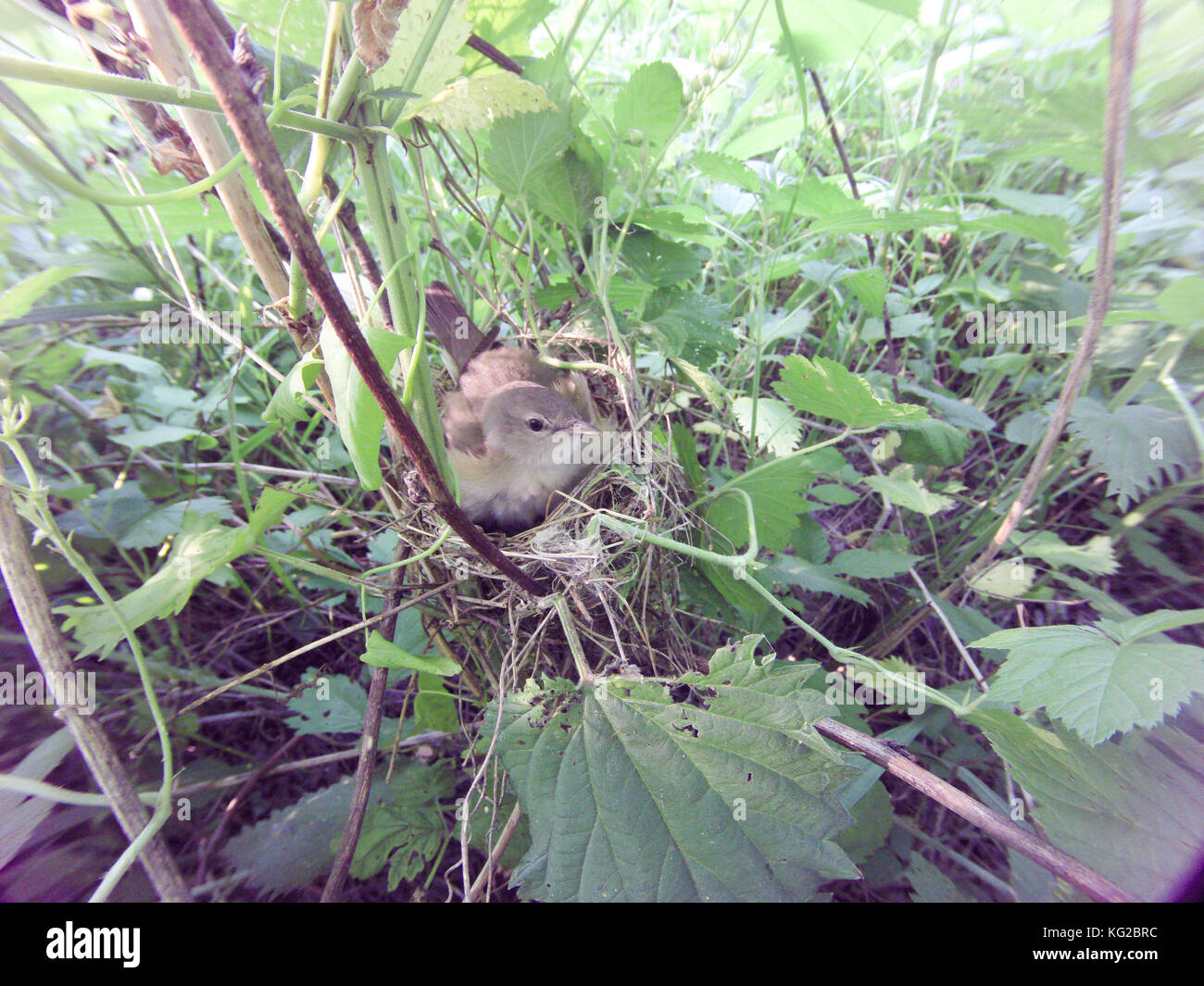 Sylvia borin. The nest of the Garden Warbler in nature. Russia. Russia, the Ryazan region (Ryazanskaya oblast), the Pronsky District. Stock Photo