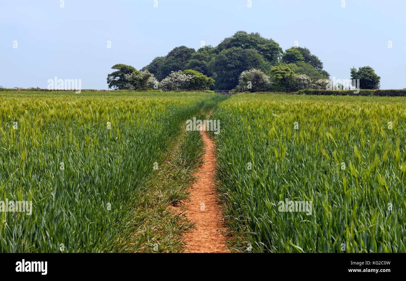 Country footpath crossing green rye field to a woodland enclose in an English countryside, on a summer sunny day . Stock Photo