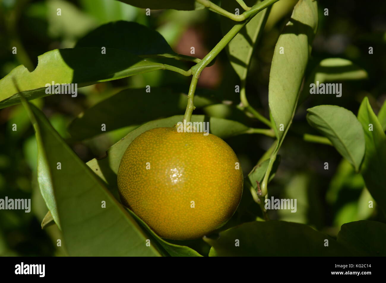 Limau kasturi, a small orange coloured lime commonly grown in Malaysia and sometimes known as Calamansi. Stock Photo